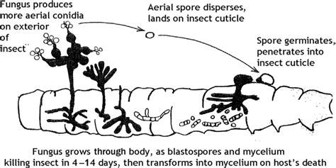 1 Schematic life cycle of the entomopathogenic fungi, exemplified by ...