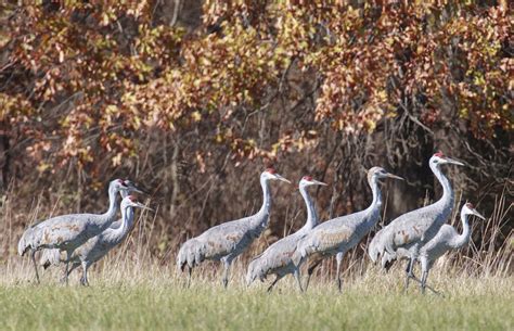 Sandhill Cranes – Wildlife In Nature