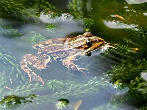 What do frogs eat -- and other froggy facts you never wanted to know