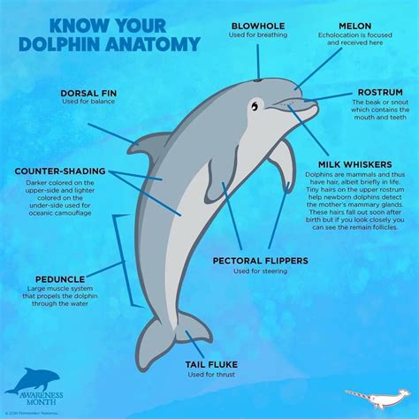 Dolphin Fin Anatomy | PeepsBurgh.Com