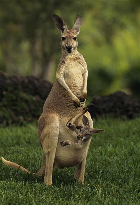 احلى صور الكنغر , خلفيات الكنغر المذهلة , 2021 Kangaroo Wallpapers ...