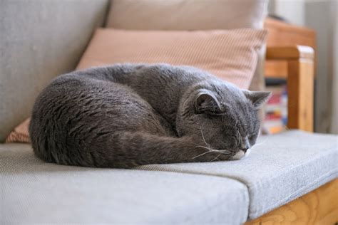 14 Sleeping Cat Positions and What they Reveal about your Kitty