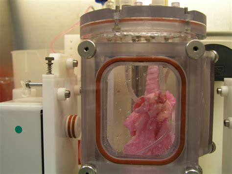 Lab-grown pig lungs are great news for the future of organ transplantation