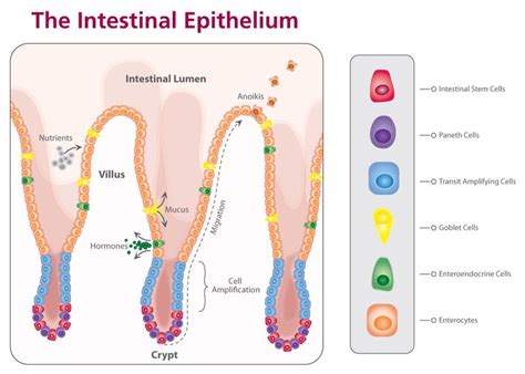 crypts of lieberkuhn - Google Search | usmle | Stem cells, Cord blood ...