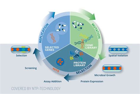 Enzyme and Antibody Optimization - Efficient Robotics