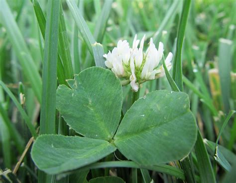 Eating Weeds: Clovers – awkward botany