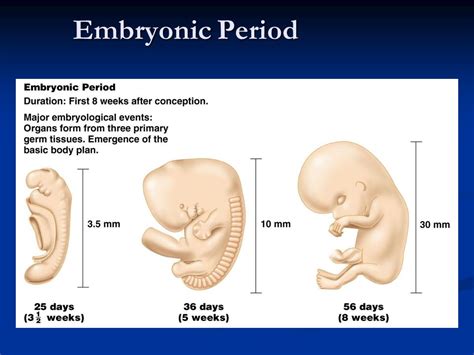 Embryonic Period | Science online