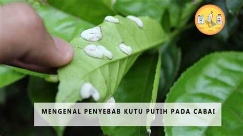 Mengenal Penyebab Kutu Putih pada Cabai | PT. Panca Prima Wijaya