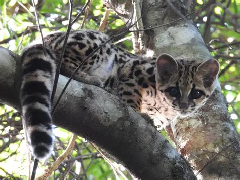 Margay - Facts, Diet, Habitat & Pictures on Animalia.bio