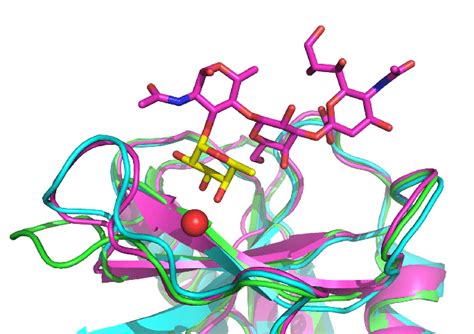 Comparison of structure of E-selectin (low-affinity conformation ...