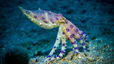 Blue-ringed octopus, one of the most toxic animals on Earth, bites teen ...