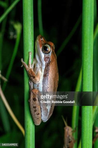 Green Tree Frog Habitat Photos and Premium High Res Pictures - Getty Images