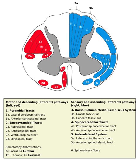 Spinal Tracts Functions