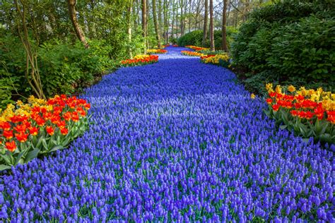 Take a virtual tour of the Netherlands’ most spectacular tulip garden ...