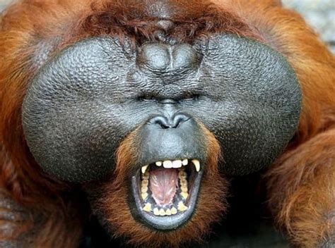 Orang outan (not happy) | Orangutan, Monkey pictures, Sumatran orangutan