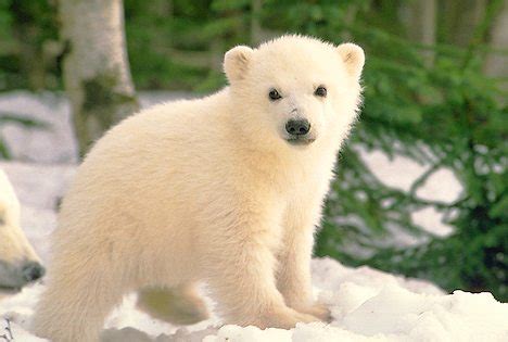 Animals Zoo Park: Polar Bear Cubs Cute Pictures, Polar Bear cub Pictures