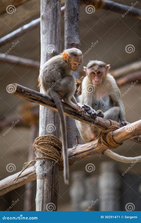 Monkeys stock image. Image of hinduism, india, journey - 30291471