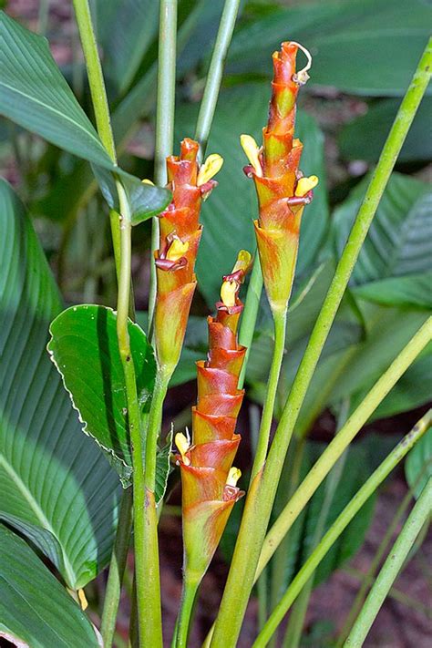 Calathea lutea - Monaco Nature Encyclopedia