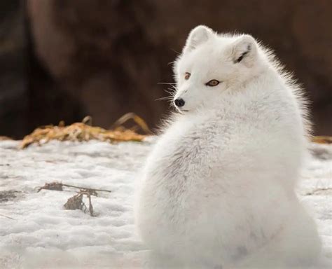 Arctic Fox Adaptations | Habitat and Behavior - All Things Foxes