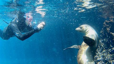 Snorkeling in the Galápagos Islands - YouTube