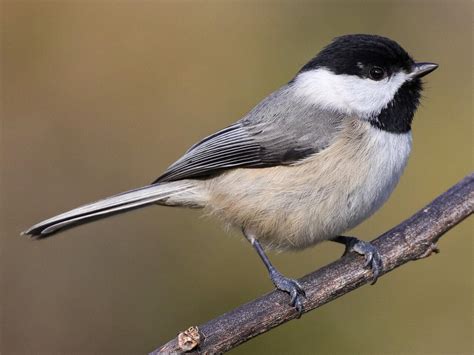 Carolina Chickadee - NestWatch