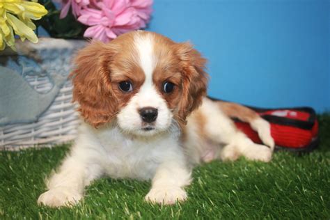 Cavalier King Charles Spaniel Puppies For Sale - Long Island Puppies