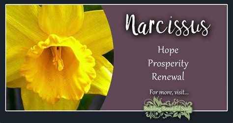 Narcissus Meaning & Symbolism | Flower Meanings