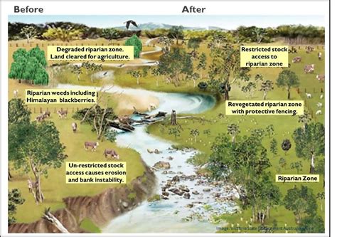 Riparian Zone Diagram