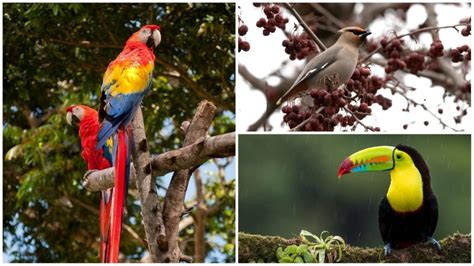 National Birds Day 2024: Most beautiful and unique birds in the world ...