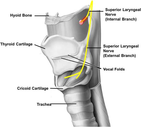 Superior Laryngeal Nerve