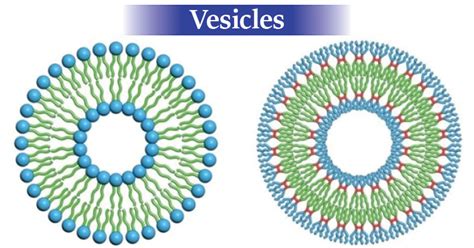 Vesicles- Definition, Structure, Functions and Diagram