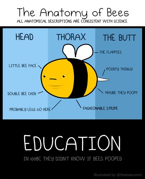 Bee Comic — Bee Anatomy for KIDS!