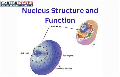 The Nucleus