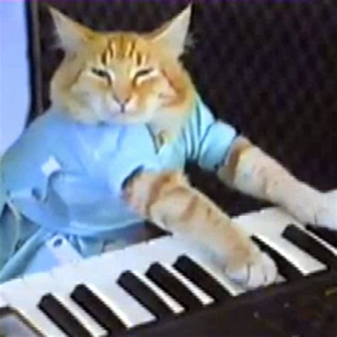 Keyboard Cat: Video Gallery | Know Your Meme