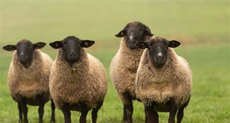 Suffolk Sheep: Characteristics and Breed Overview