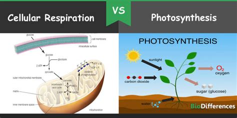 Difference Between Cellular Respiration and Photosynthesis – Bio ...