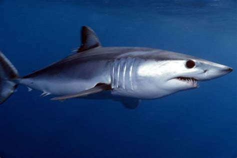 Fossilguy.com: Mako (Isurus) Shark Facts and Information - Including ...