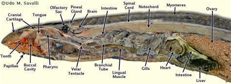 BIO370-Lamprey Anatomy