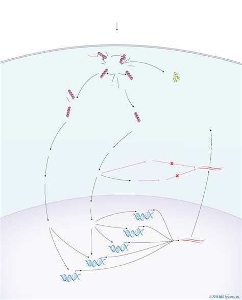 MAPK Mitogens Interactive Pathway: R&D Systems