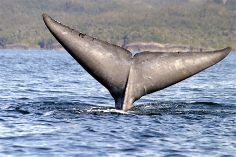 Blue whale conservation gets a boost | WWF