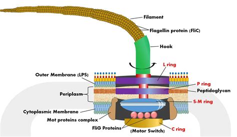 Flagellate Diagram