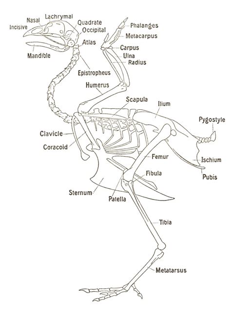 Bird Anatomy Diagram Bone Joints