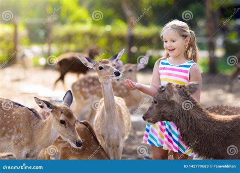 Feeding Wild Boars Royalty-Free Stock Photo | CartoonDealer.com #175413135