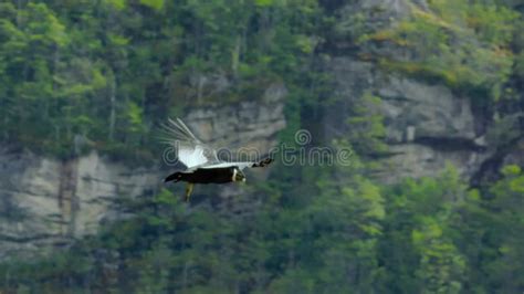 Andean Condor Nest in Forested Cliffs-005 Stock Video - Video of andean ...