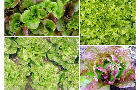 Choose the Right Lettuce Type for Your Garden - GardenInBloom.com