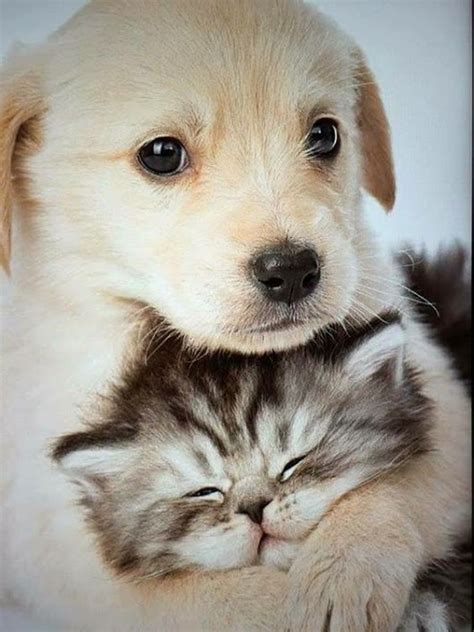 imagens fofos de animais - Google Search | Cute dogs, Cute cats and ...