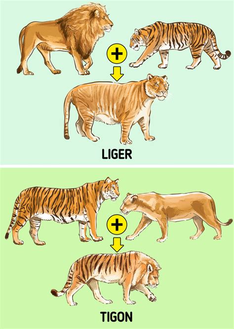 The Difference Between a Liger and a Tigon / 5-Minute Crafts