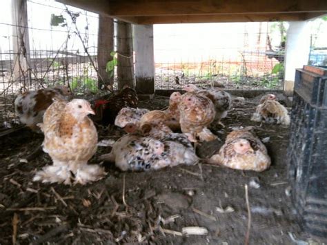 Mille Fleur Cochins Hatching eggs 12+ | BackYard Chickens - Learn How ...