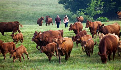 Veal Farmers Adopt More Humane Methods - The New York Times