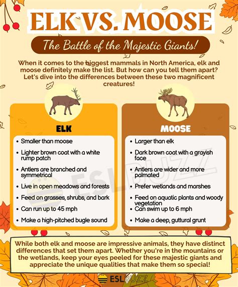 Elk vs. Moose: How to Tell the Difference Between Elk and Moose - ESLBUZZ